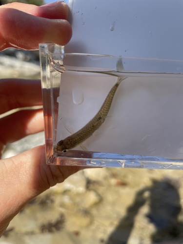 Miniellus multicorniculatus