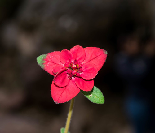 Euphorbia strigosa