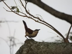 Campylorhynchus chiapensis