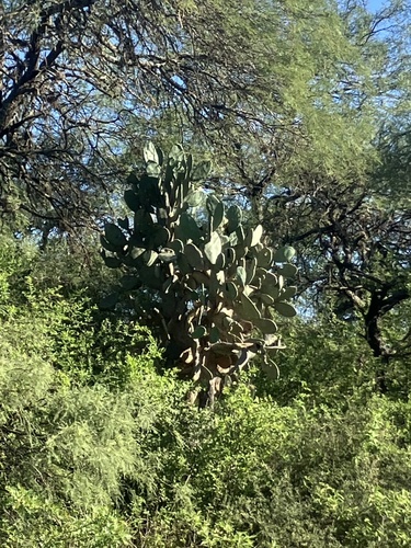 Opuntia quimilo, photograph 6