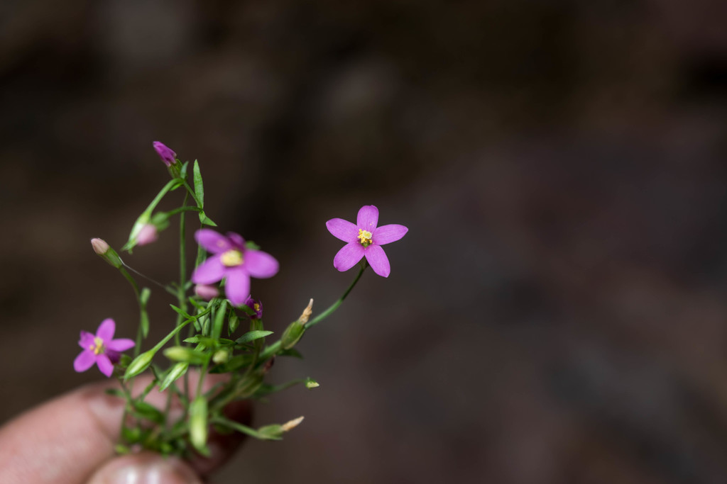 Zeltnera wigginsii