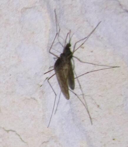 Unknown species found near Northtown Park, Austin, TX 78660, USA