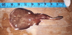 Spottail Sleeper Ray photo 2