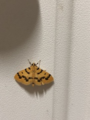 Dichocrocis clytusalis
