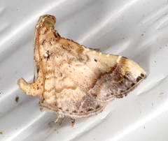 Scenedra decoratalis