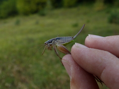 Pachytrachis gracilis