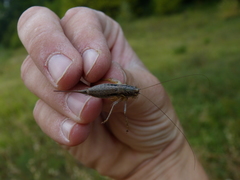 Pachytrachis gracilis