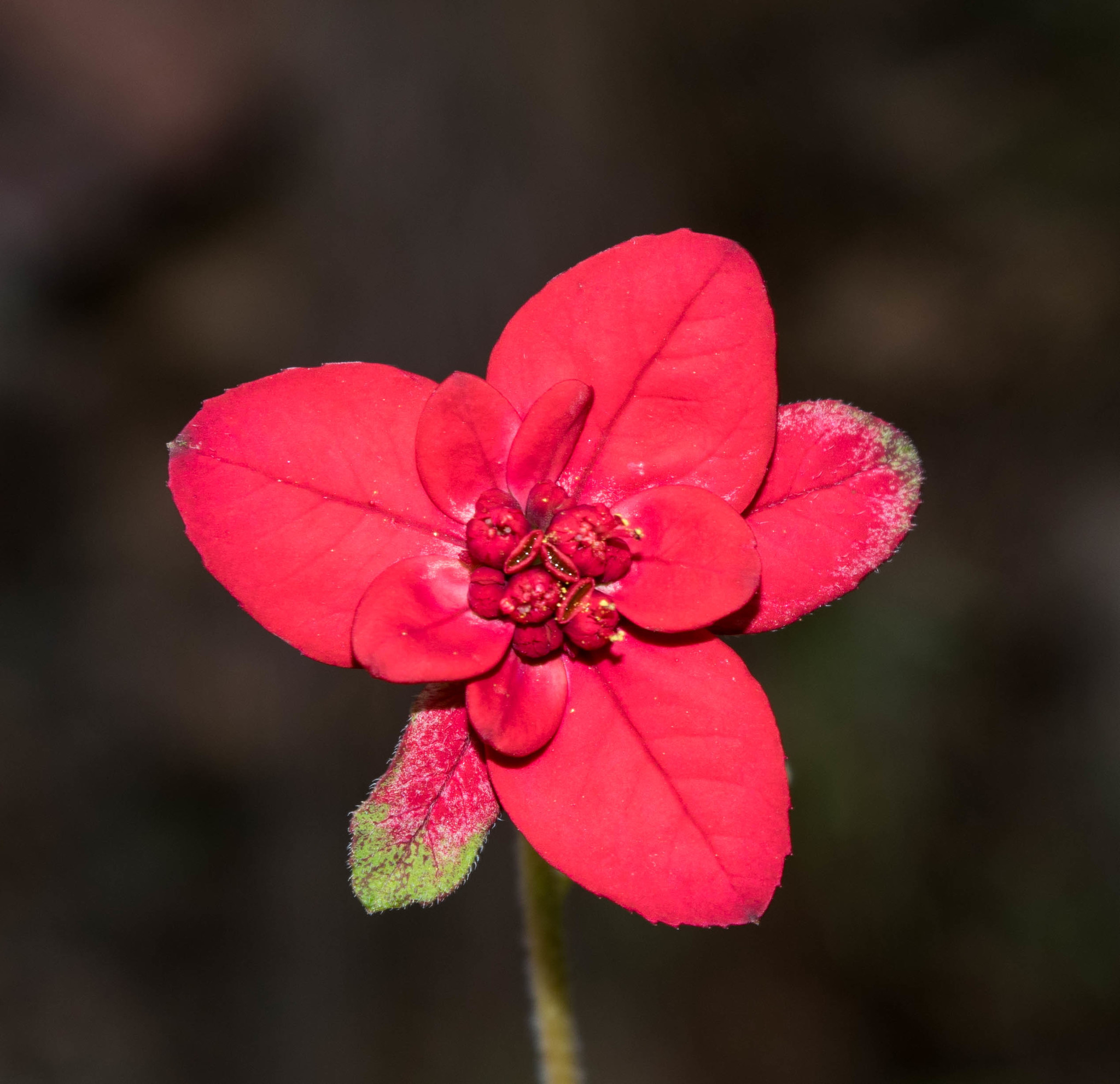Euphorbia strigosa