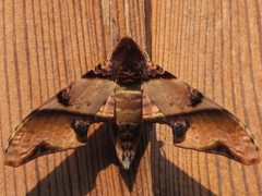 Amplypterus panopus