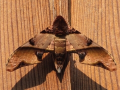 Amplypterus panopus