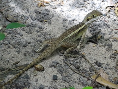 Lophognathus gilberti