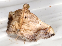 Scenedra decoratalis