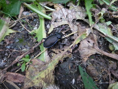 Carabus henningi