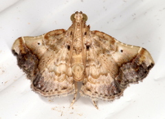 Scenedra decoratalis