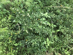 Solanum pseudocapsicum image