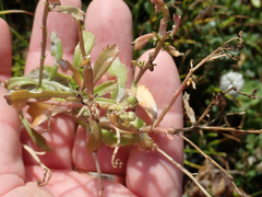 Lepidium rekohuense