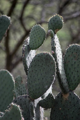 Opuntia durangensis