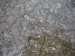 Echinolittorina tuberculata