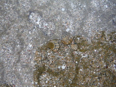 Echinolittorina tuberculata