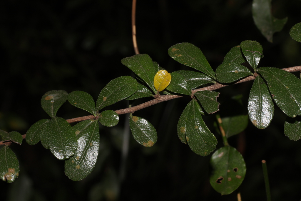 Bùm sụm – Ehretia microphylla