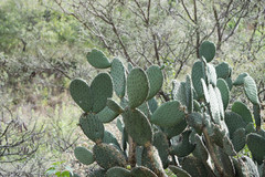Opuntia durangensis