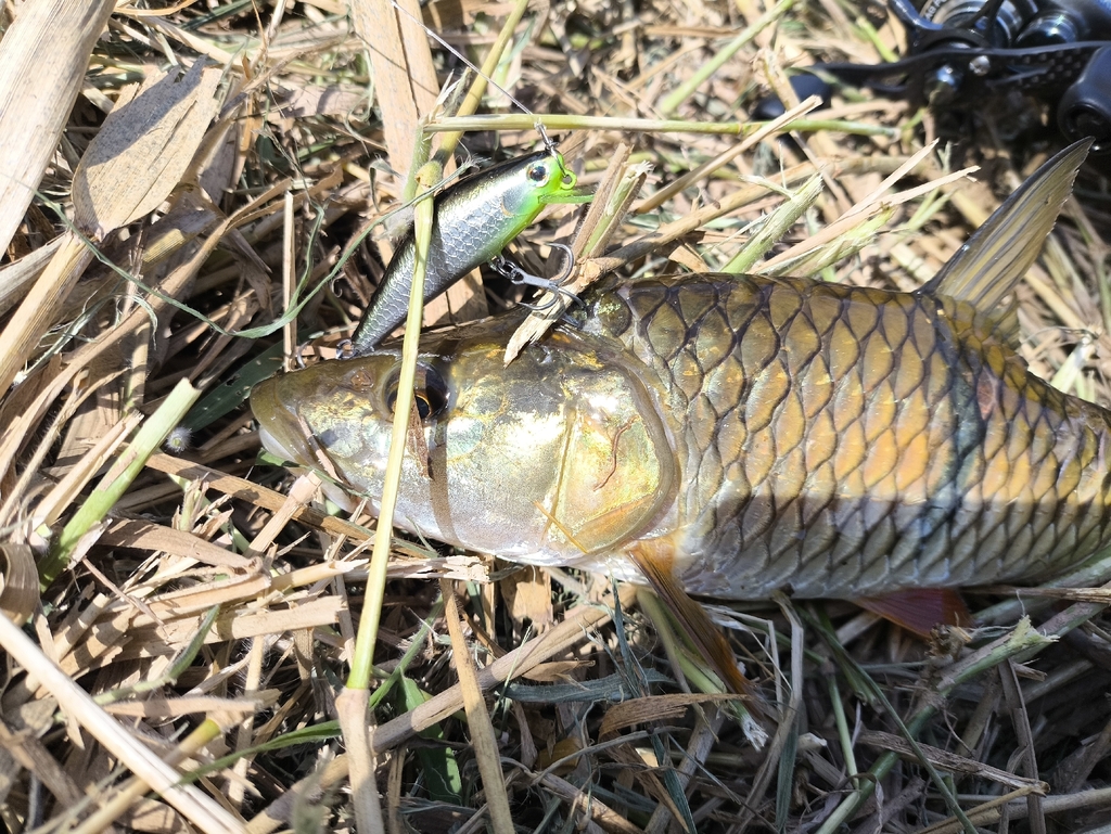 Hampala barb (Hampala macrolepidota) — Cyprinidae