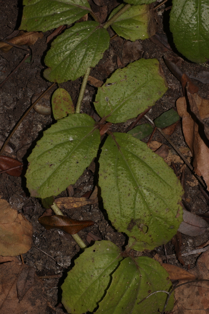 Sàn sạt – Causonis trifolia