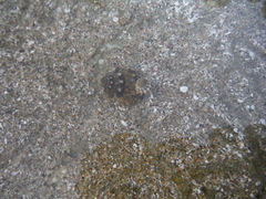 Echinolittorina tuberculata