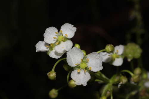 Limnophyton obtusifolium observed 2026-01-08