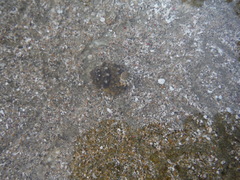 Echinolittorina tuberculata