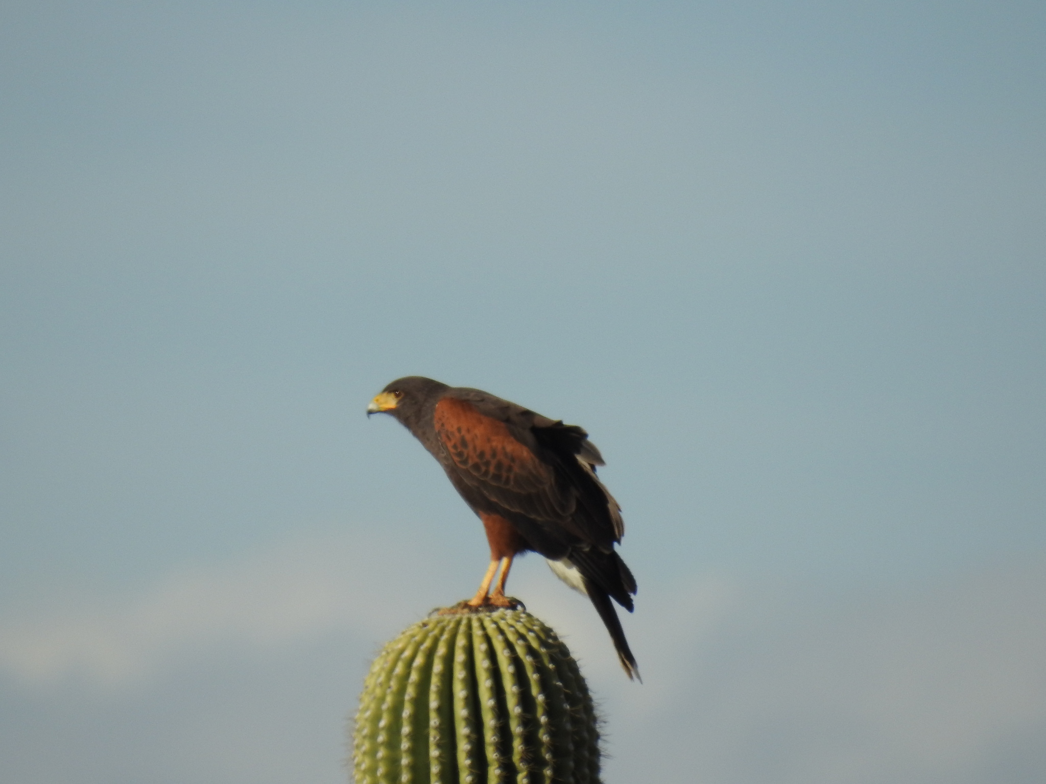 Parabuteo unicinctus (Temminck, 1824)