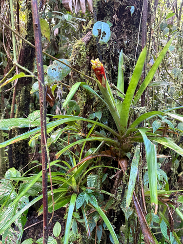 Guzmania donnellsmithii, photograph 2