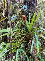Guzmania donnellsmithii, photograph Rachel Lee Harper, CC BY, iNaturalist via GBIF