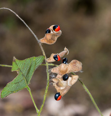 Rhynchosia precatoria