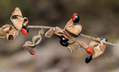 Rhynchosia precatoria