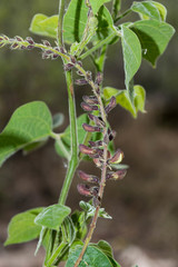 Rhynchosia precatoria