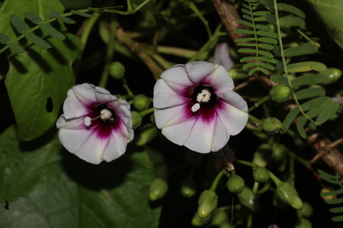 Clustered Morning Glory (Ipomoea staphylina)