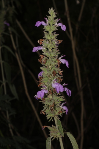 Malabar Catmint (Anisomeles malabarica)
