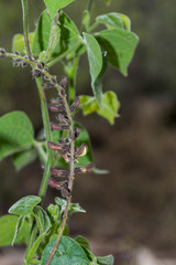 Rhynchosia precatoria