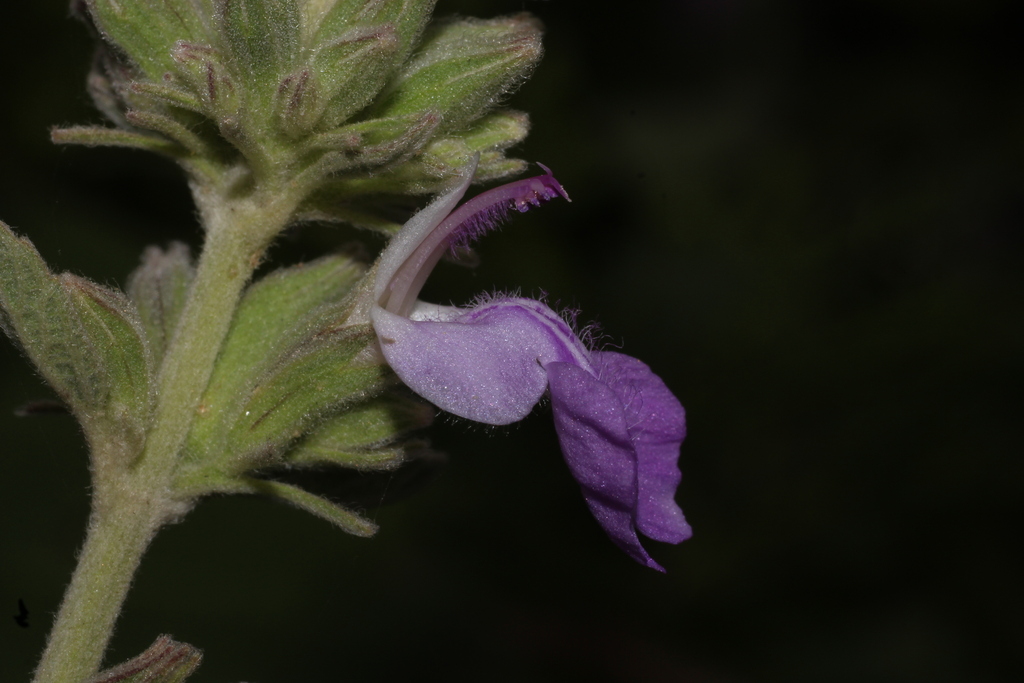 Anisomeles malabarica; photograph author not stated, no rights reserved