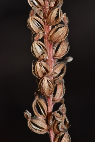 Gonatostylis