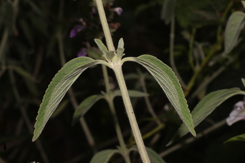 Anisomeles malabarica, photograph 5