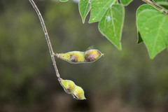 Rhynchosia precatoria