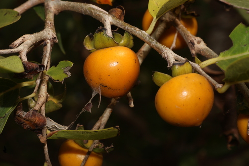 Diospyros montana, photograph 2
