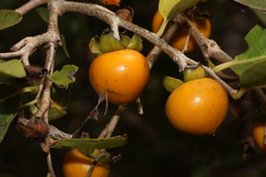 Diospyros montana, photograph author not stated, no rights reserved
