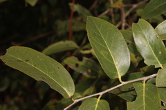 Diospyros montana, photograph author not stated, no rights reserved