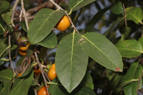 Diospyros montana, photograph 4