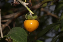 Diospyros montana, photograph author not stated, no rights reserved