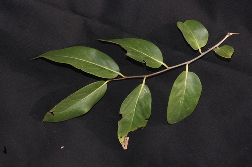Diospyros montana, photograph 5