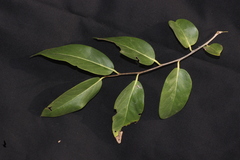 Diospyros montana, photograph author not stated, no rights reserved